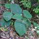 Gympie-gympie plants look harmless, but their stems and leaves pack a nasty punch.